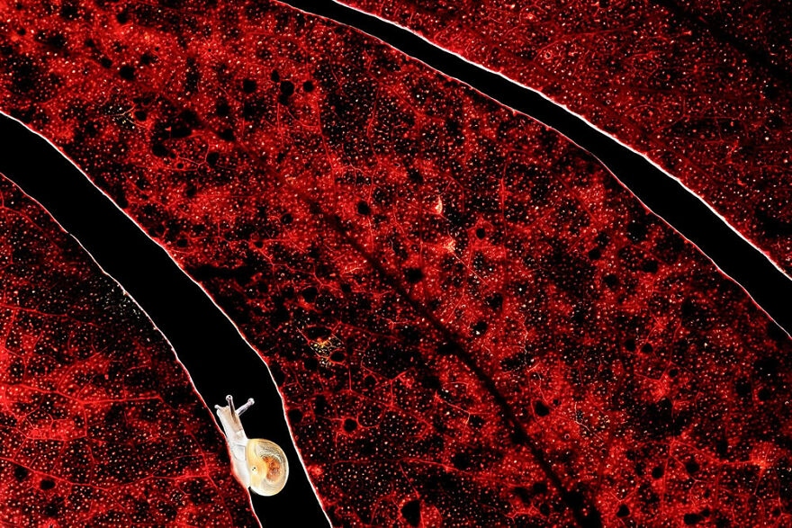 Bức ảnh 'Chậm mà chắc' của nhiếp ảnh gia Ruben Perez Novo ghi lại cảnh một chú ốc sên nhỏ đi men theo những chiếc lá khô trên mặt đất.