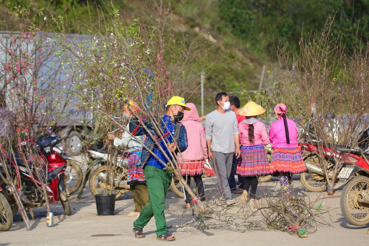 Each forest tree starts from VND200,000, with the price going up to several millions of VND.