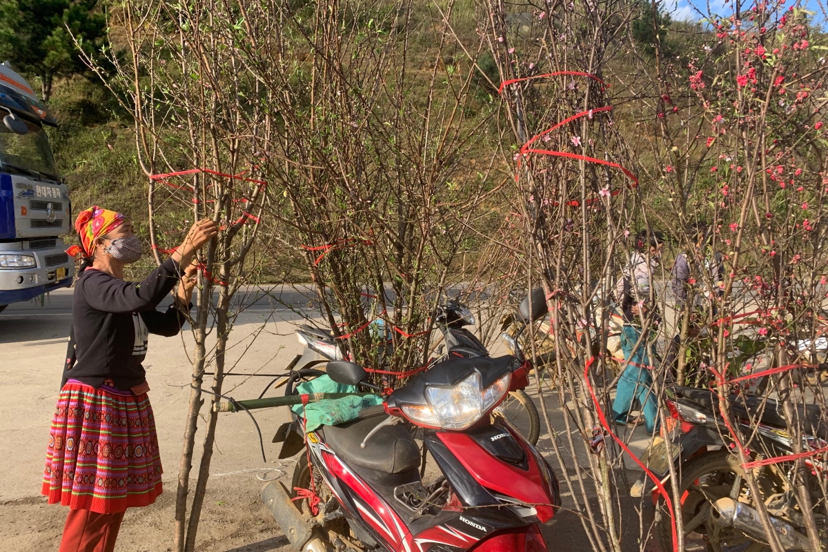 wild peach blossoms attract customers as tet approaches picture 5