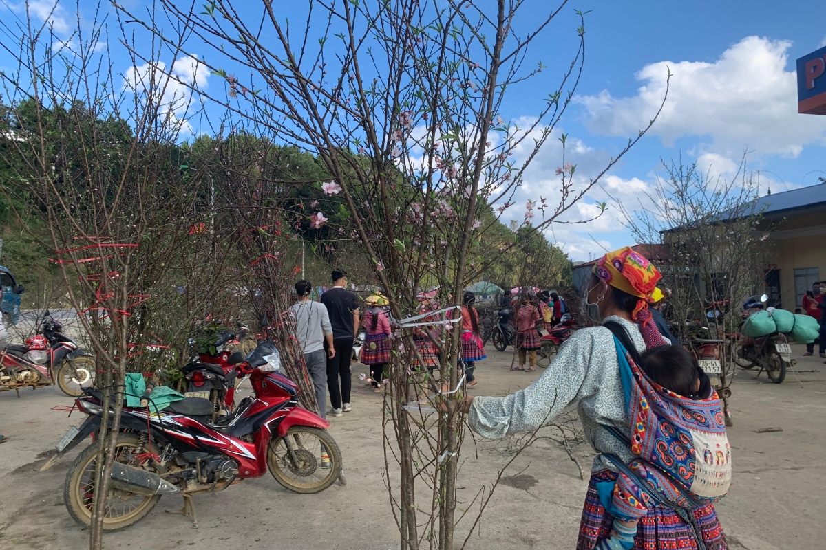 wild peach blossoms attract customers as tet approaches picture 7