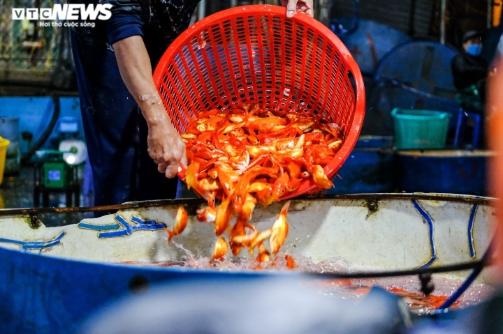 Cá sau khi được bắt từ ao lên sẽ được cho vào bể tạm, sục oxy để tạo điền kiện tốt nhất cho cá sống.