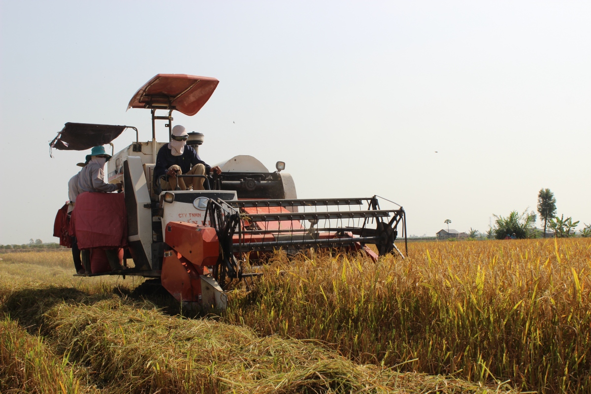 Chuyển đổi lúa chất lượng cao, giảm phát thải thấp