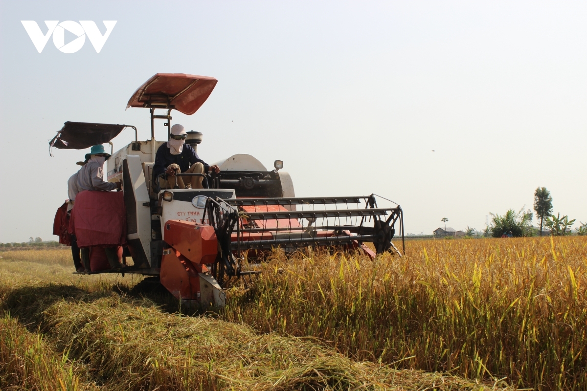 vietnam rice festival to open in vinh long on january 7 picture 1