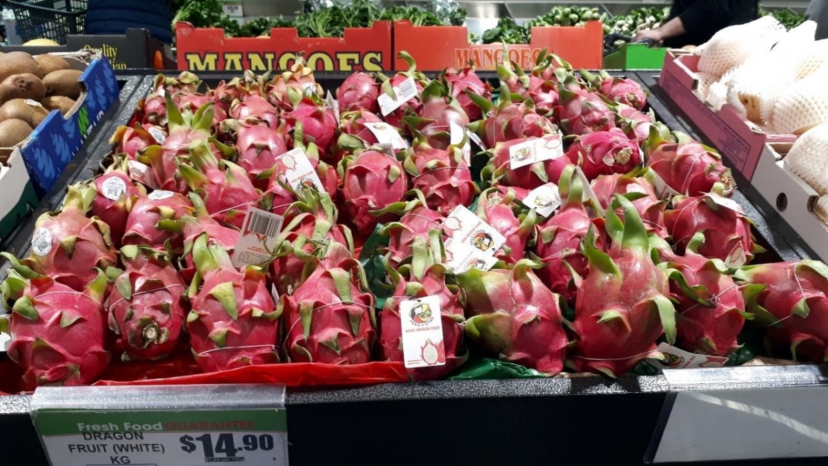vietnamese dragon fruit exports enjoy robust growth to australian market picture 1