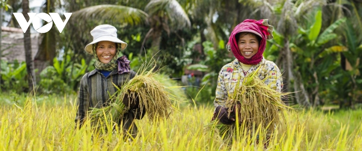 cambodian paddy exports to vietnam enjoy year-on-year rise of over 75 picture 1