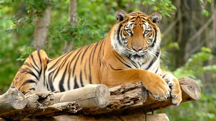 Những điều thú vị ít biết về hổ - loài mãnh thú cô độc và khiêm ...