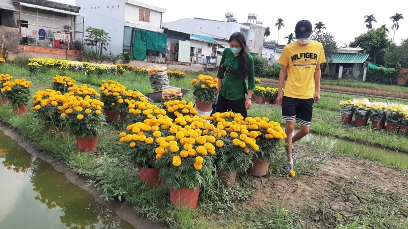 Nông dân bán hoa tươi hết tại ruộng, với giá cao