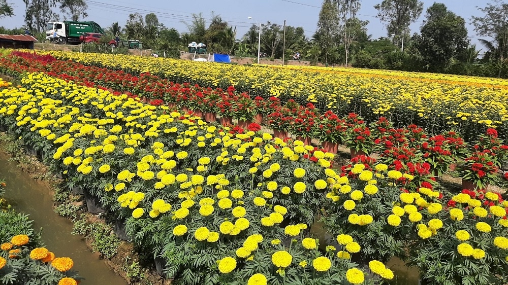 Làng hoa Tết Mỹ Phong (Tiền Giang) hút hàng, trúng giá