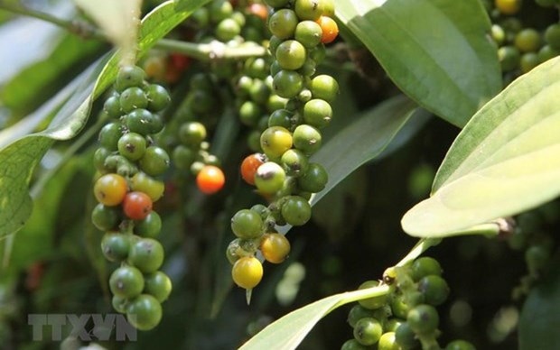vietnam striving to regain foothold for pepper industry picture 1