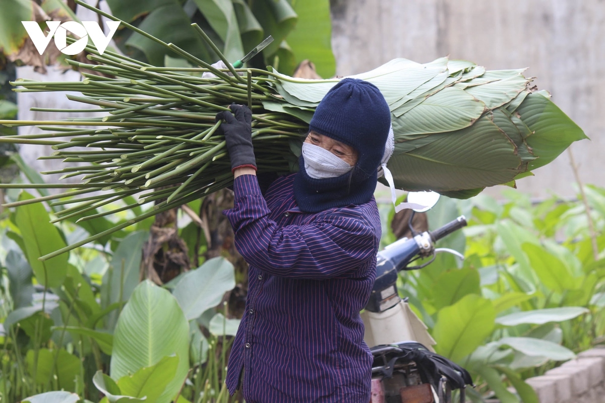 bustling dong leaf village in harvesting season for tet picture 13