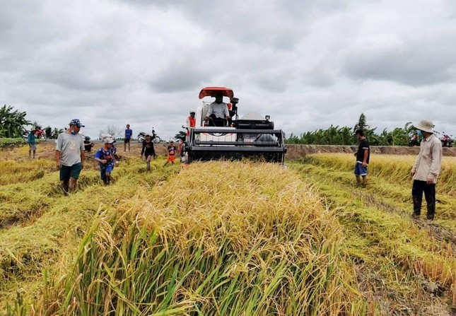 Điểm yếu nhất trong chuỗi giá trị lúa gạo là những người trồng lúa ...