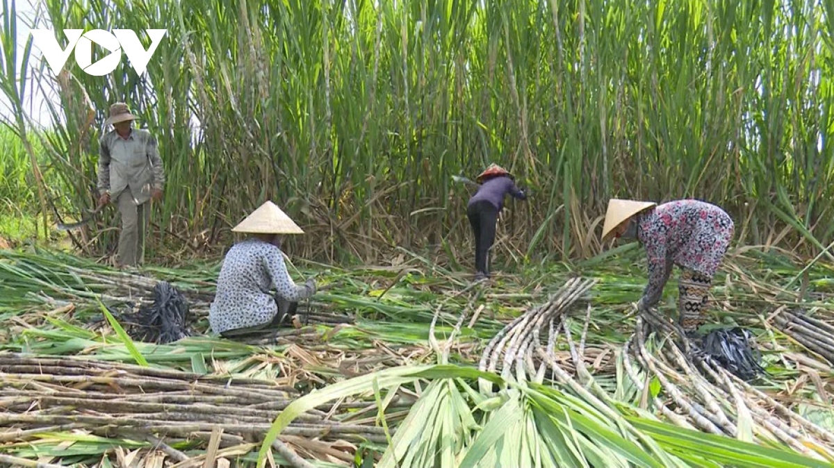 Việt Nam có nguy cơ bị phụ thuộc vào đường nhập khẩu? | VOV.VN
