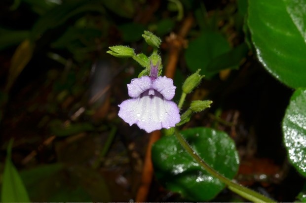 new plant species discovered in thua thien-hue picture 1