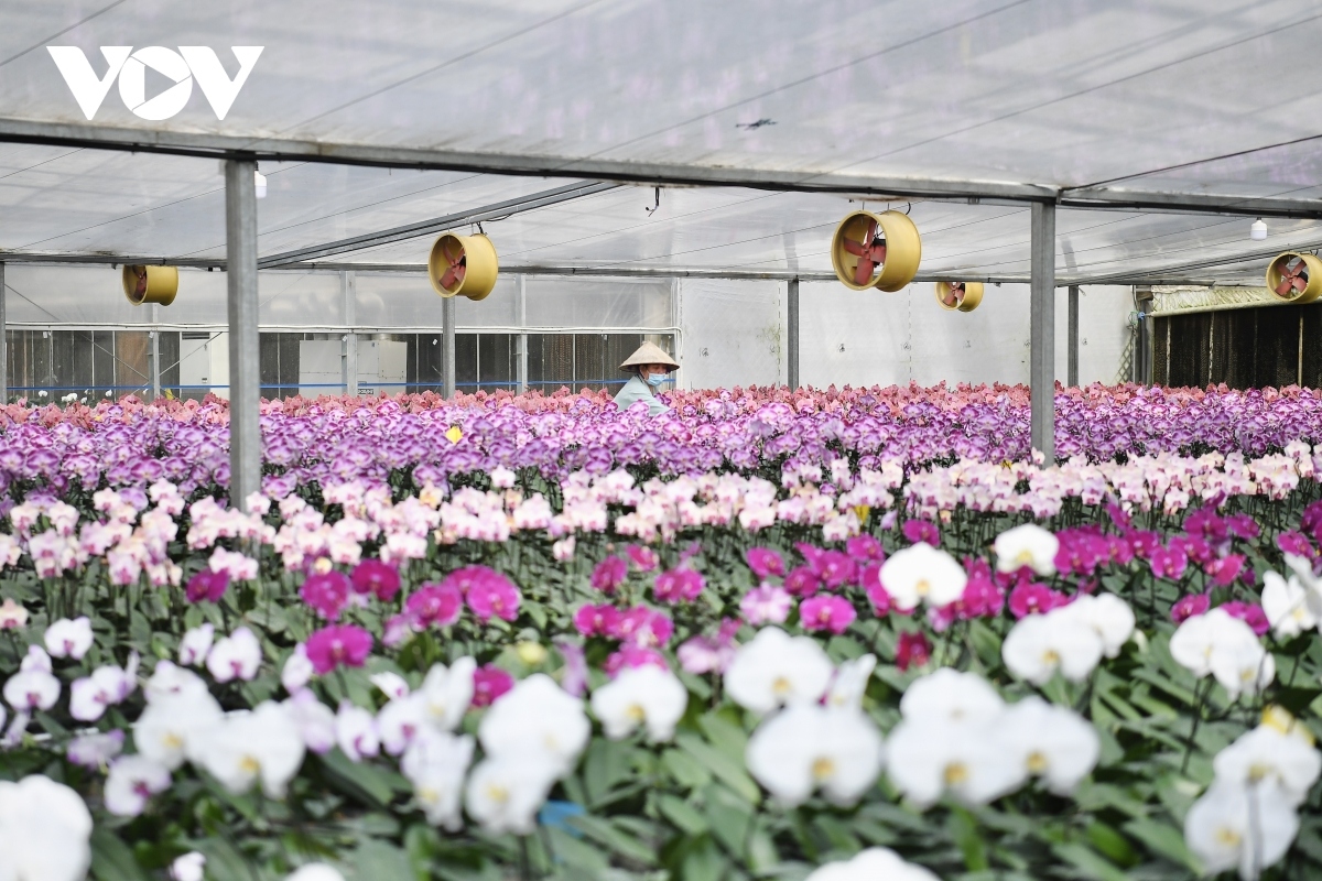 luxury orchid flowers lure customers ahead of tet holiday picture 1