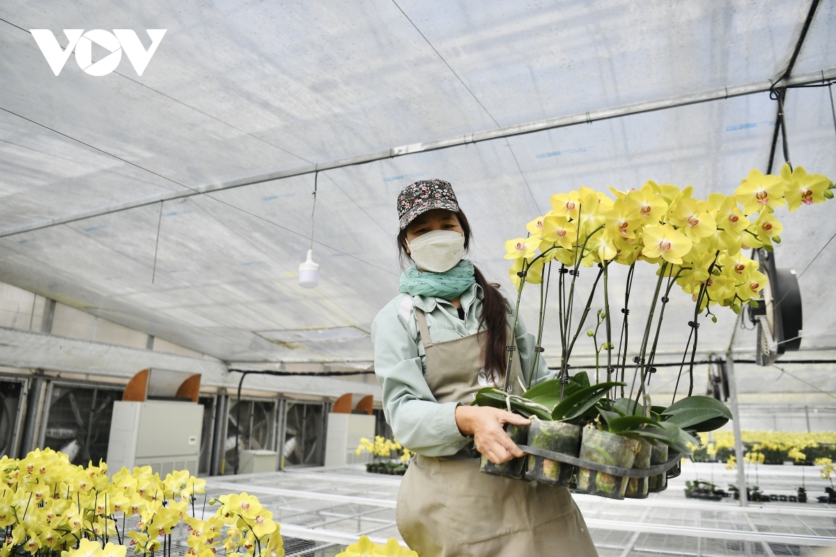 luxury orchid flowers lure customers ahead of tet holiday picture 10