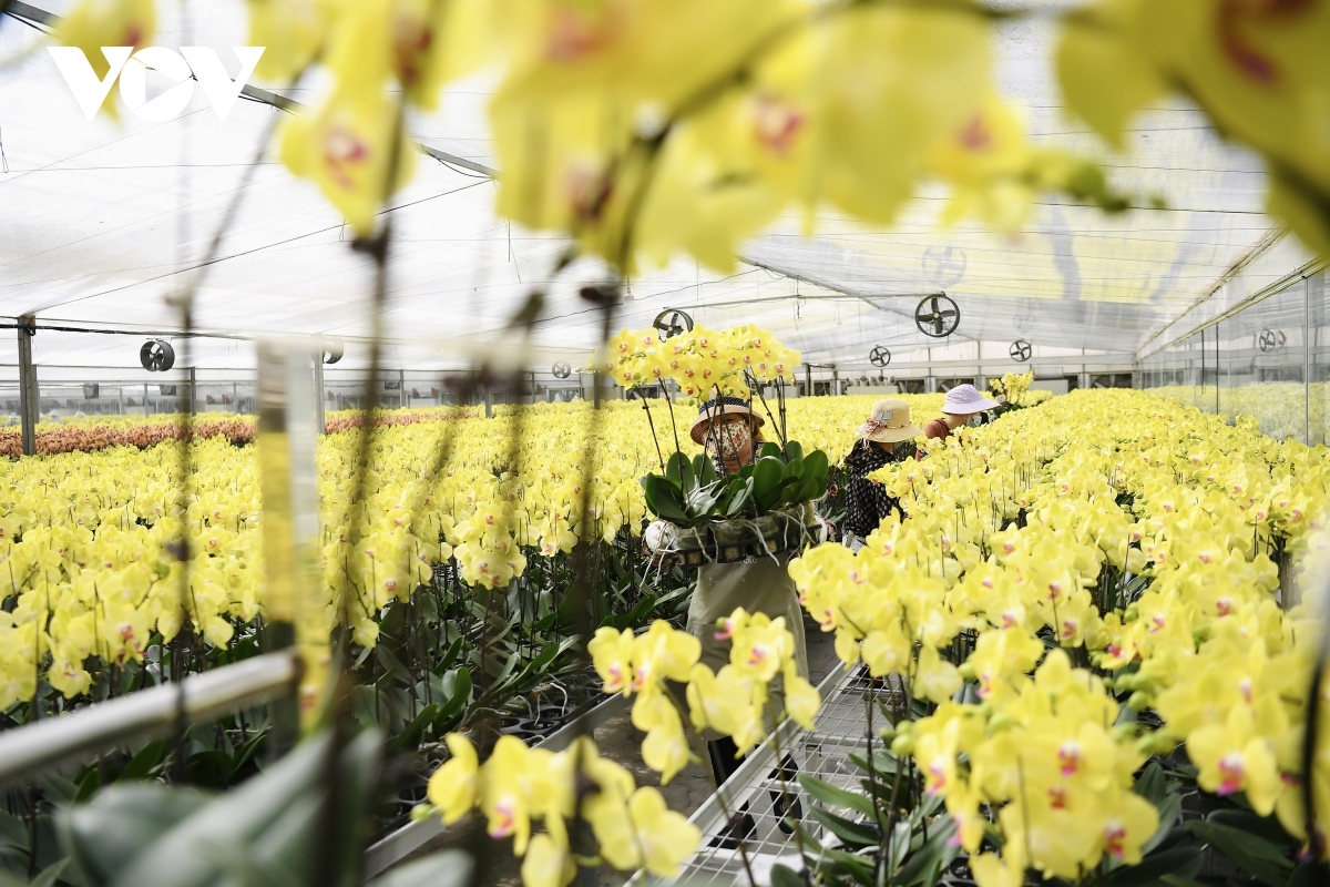 luxury orchid flowers lure customers ahead of tet holiday picture 11