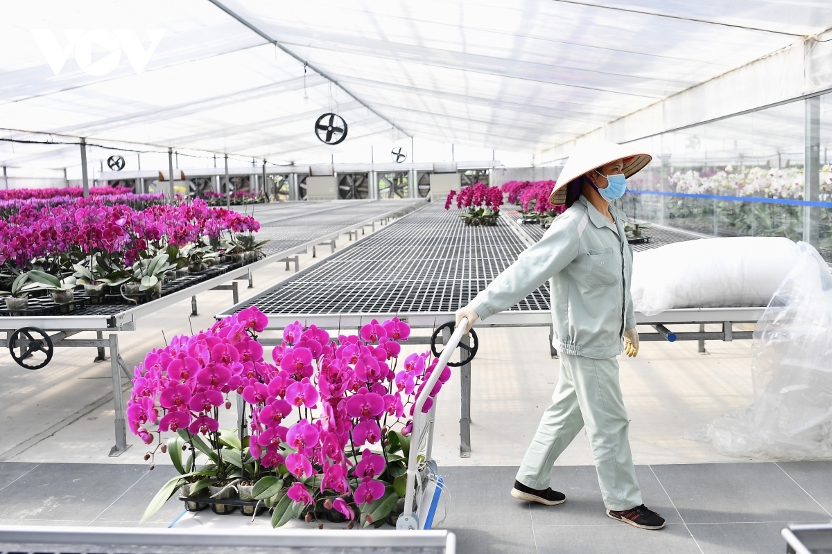 luxury orchid flowers lure customers ahead of tet holiday picture 12