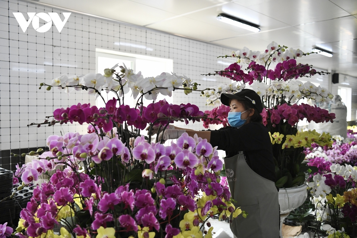 luxury orchid flowers lure customers ahead of tet holiday picture 13