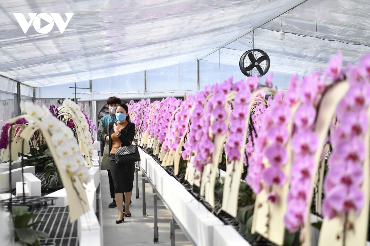 luxury orchid flowers lure customers ahead of tet holiday picture 14