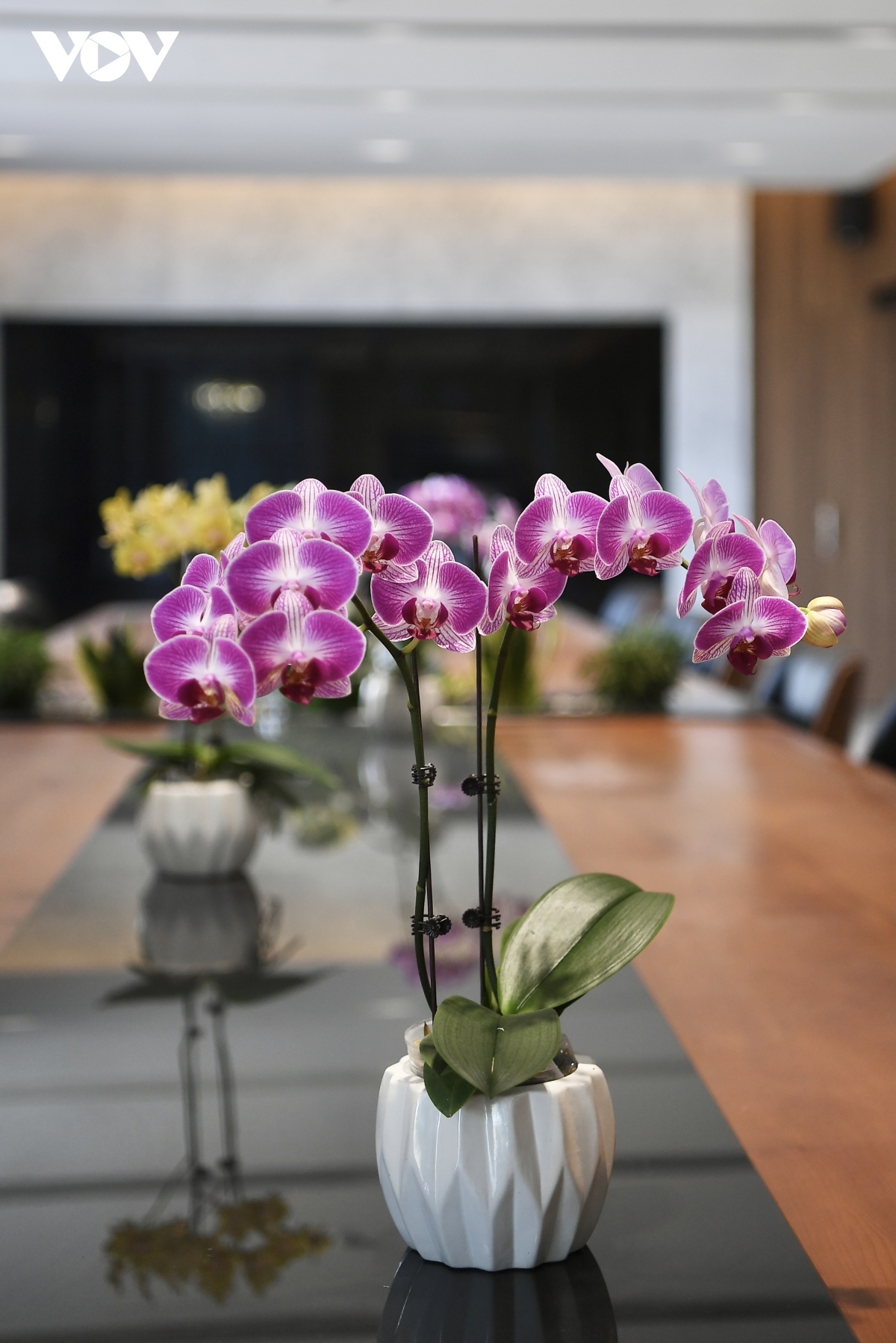 luxury orchid flowers lure customers ahead of tet holiday picture 15
