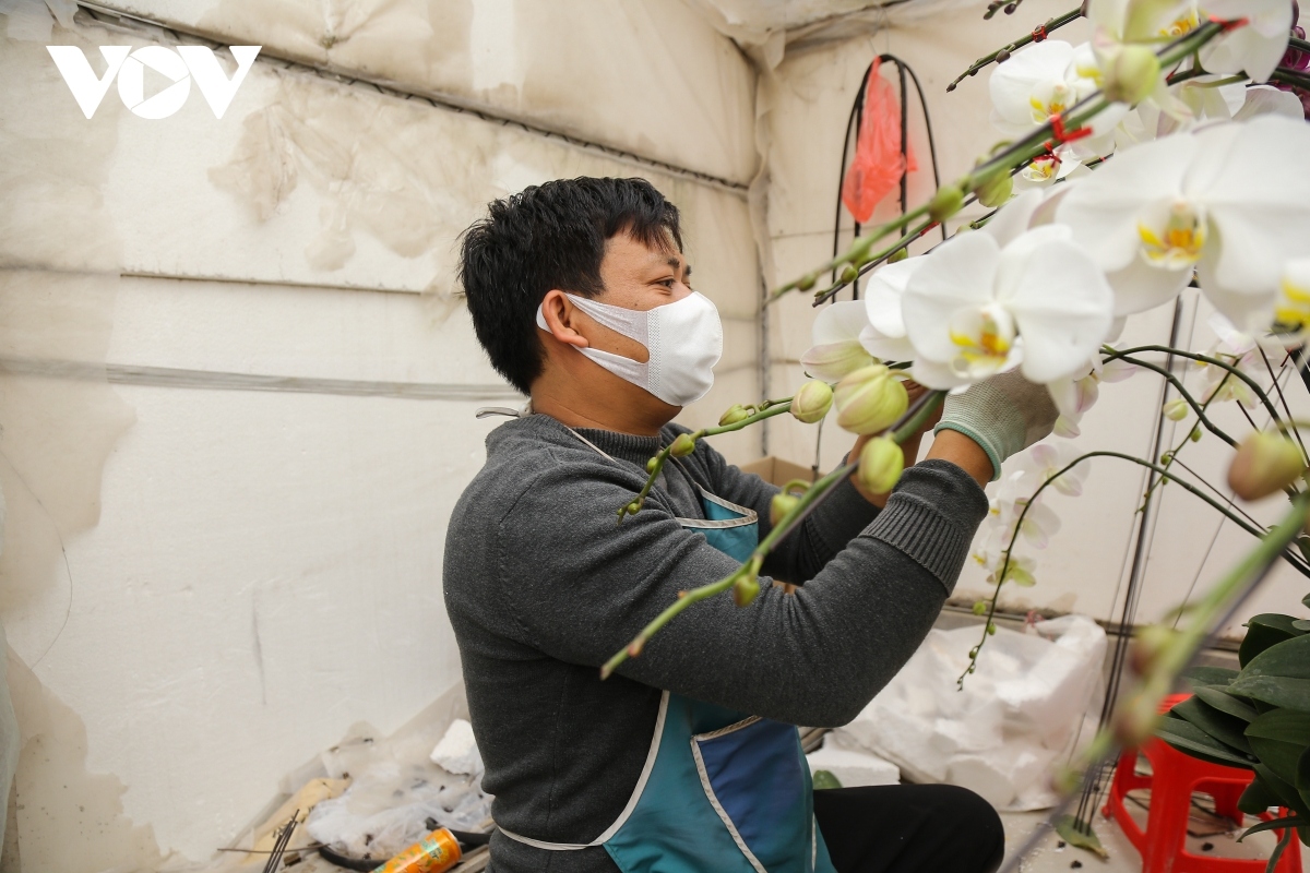 pricy orchid flowers in blossom for tet market picture 2