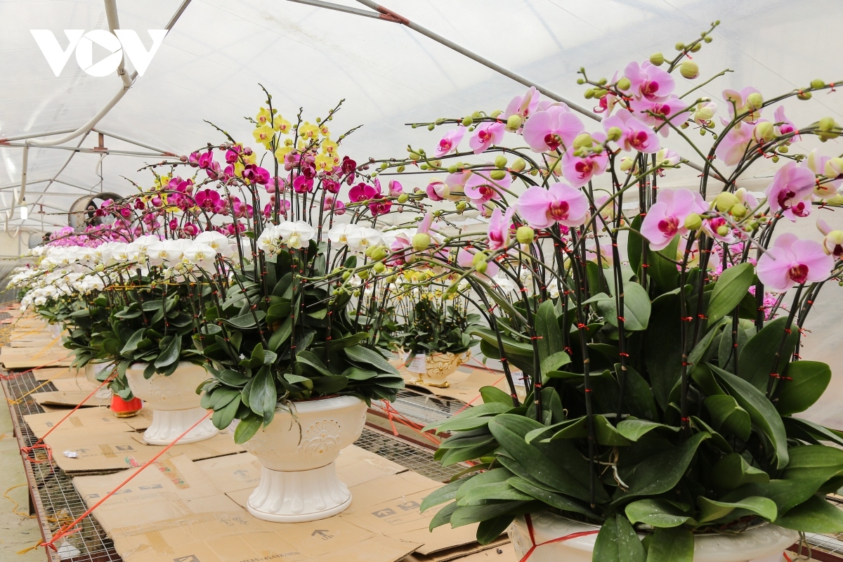 pricy orchid flowers in blossom for tet market picture 3 pricy orchid flowers in blossom for tet market picture 3