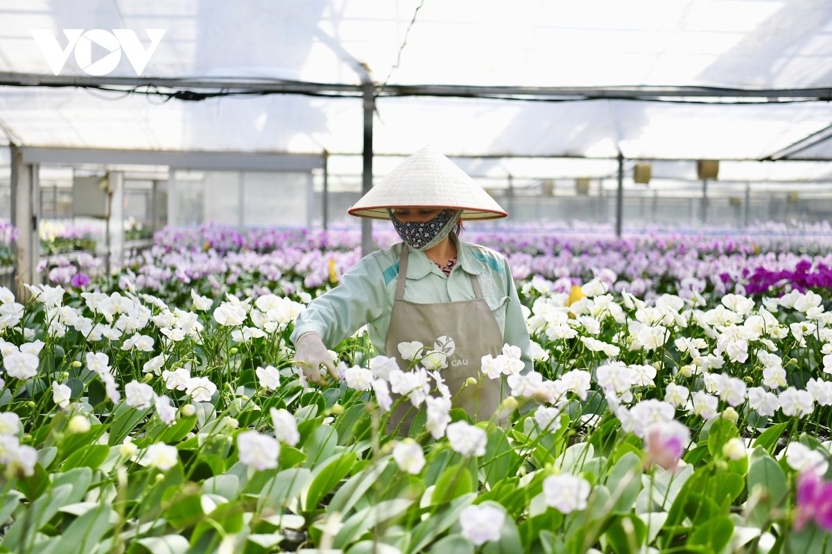 luxury orchid flowers lure customers ahead of tet holiday picture 4
