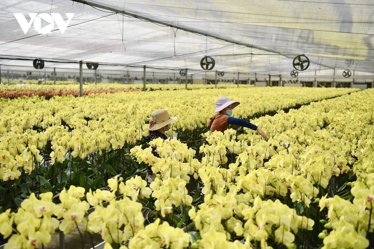 luxury orchid flowers lure customers ahead of tet holiday picture 6