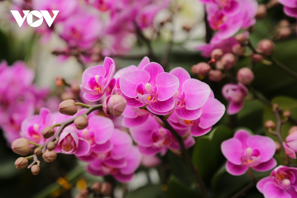 pricy orchid flowers in blossom for tet market picture 6