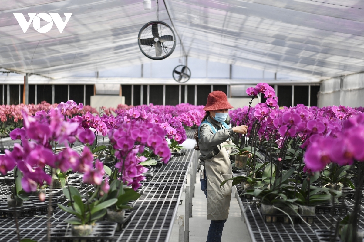luxury orchid flowers lure customers ahead of tet holiday picture 7