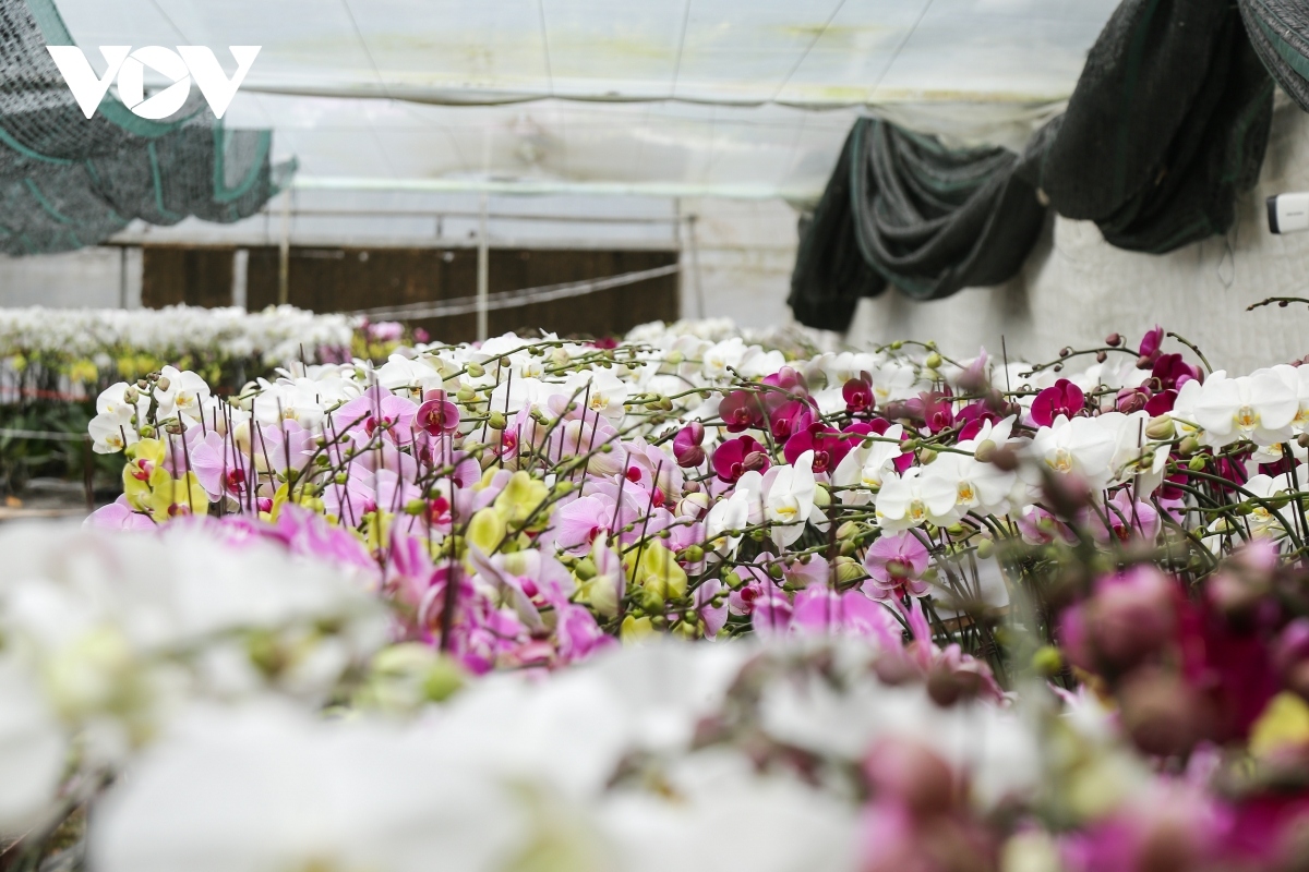 pricy orchid flowers in blossom for tet market picture 7