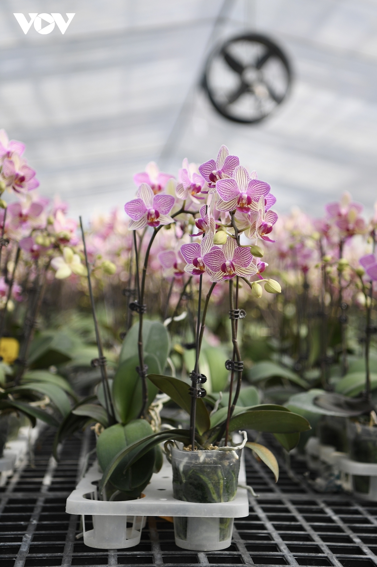 luxury orchid flowers lure customers ahead of tet holiday picture 8
