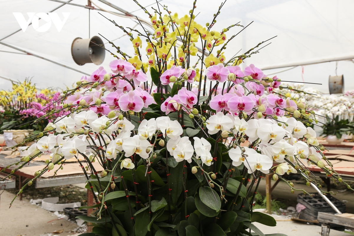 pricy orchid flowers in blossom for tet market picture 8