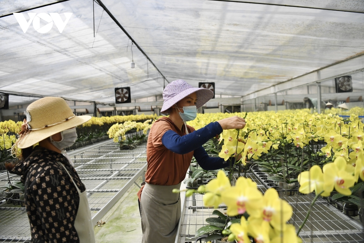 luxury orchid flowers lure customers ahead of tet holiday picture 9
