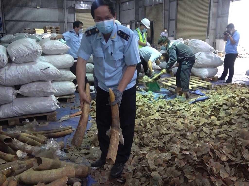 da nang customs seizes huge haul of ivory and pangolin scales picture 1