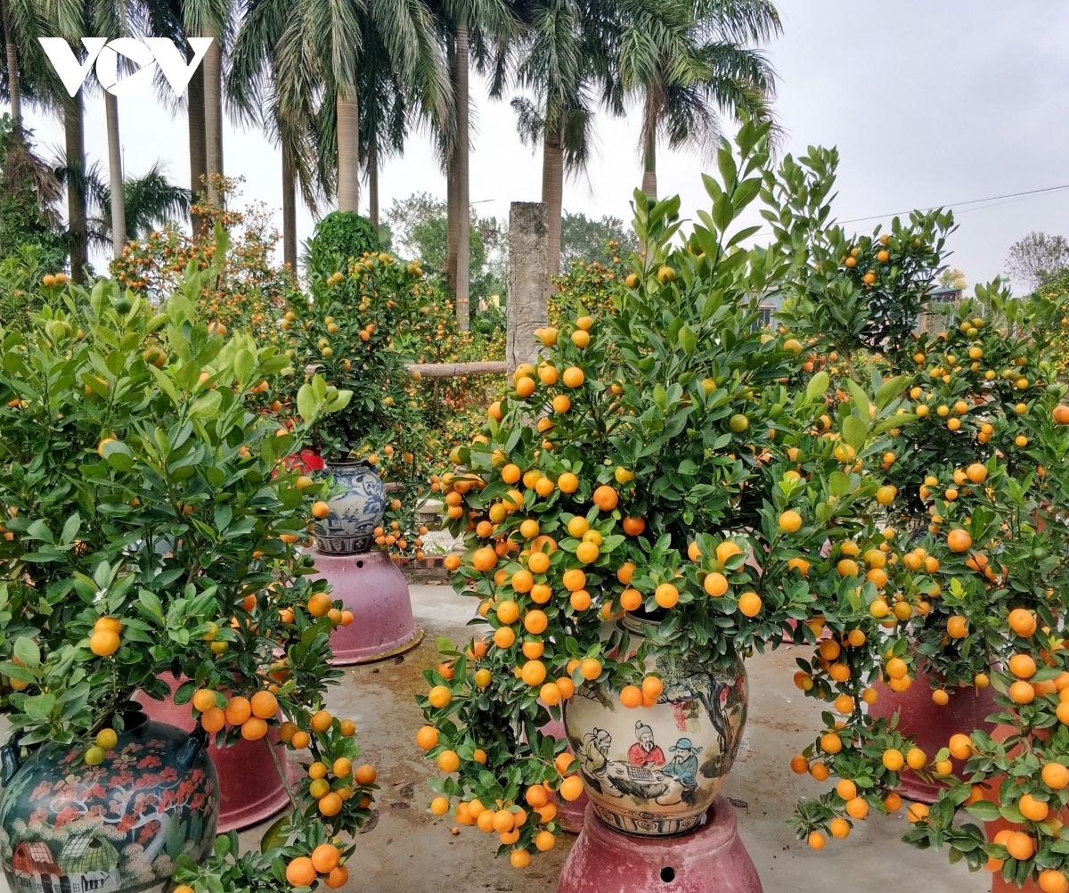 peach and kumquat villages around hanoi bustling ahead of tet picture 5