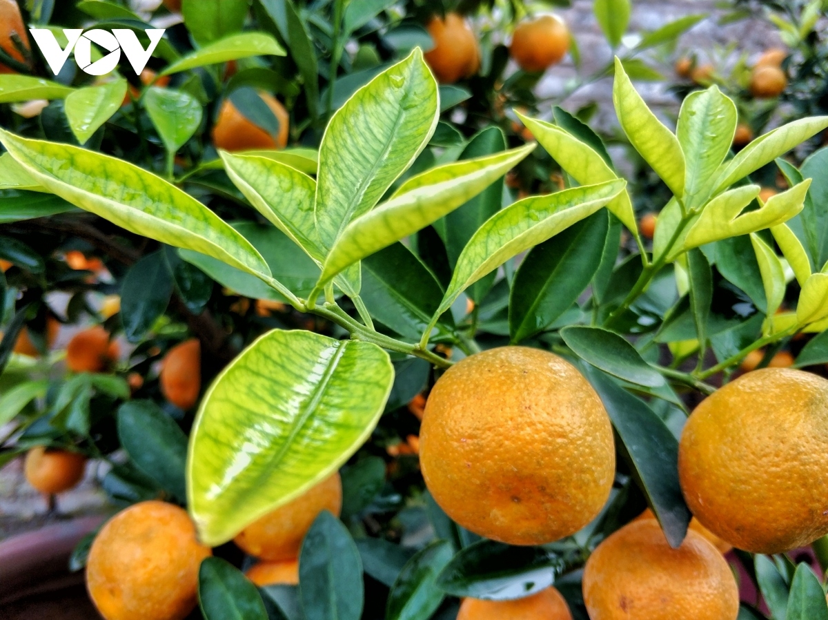 peach and kumquat villages around hanoi bustling ahead of tet picture 7