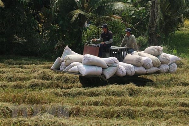 rice output up 1.1 million tonnes in 2021 picture 1