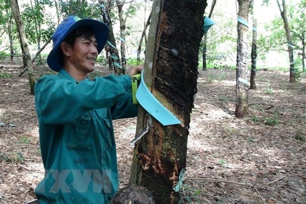 vietnam ranks third worldwide in terms of rubber export value picture 1