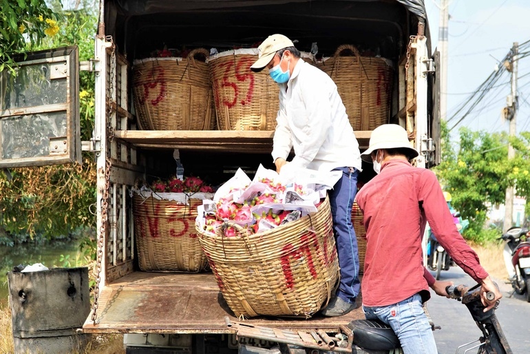 Thương lái thu mua thanh long chất lên xe tải. Do đóng cửa khẩu nên mặt hàng này chỉ tiêu thụ nội địa, chủ yếu cung cấp cho chợ (Ảnh: Bảo Kỳ).