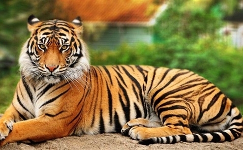 Góc nhìn đẹp của loài hổ