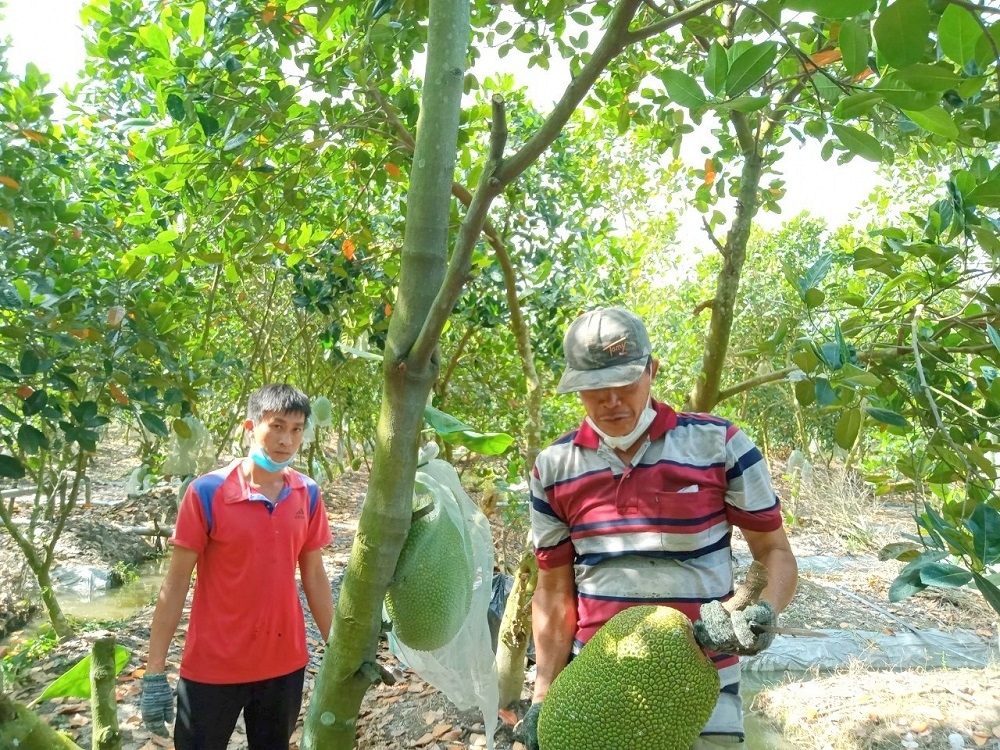 Thêm một kỳ vọng giải bài toán nông sản vùng ĐBSCL