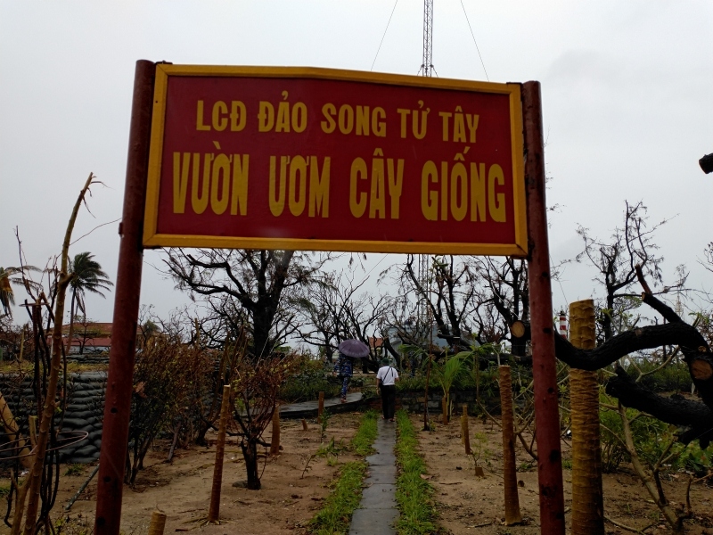 sau bao, nhu ng ma m xanh dang hoi sinh tren da o song tu tay, Da nam truo ng sa hinh anh 6