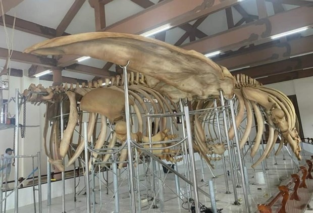 A set of whale skeleton in Ly Son (Photo: thanhnien.vn)