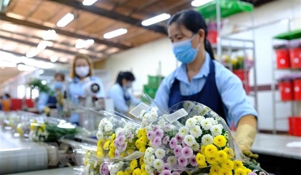 vietnam to resume cut flower exports to australia picture 1