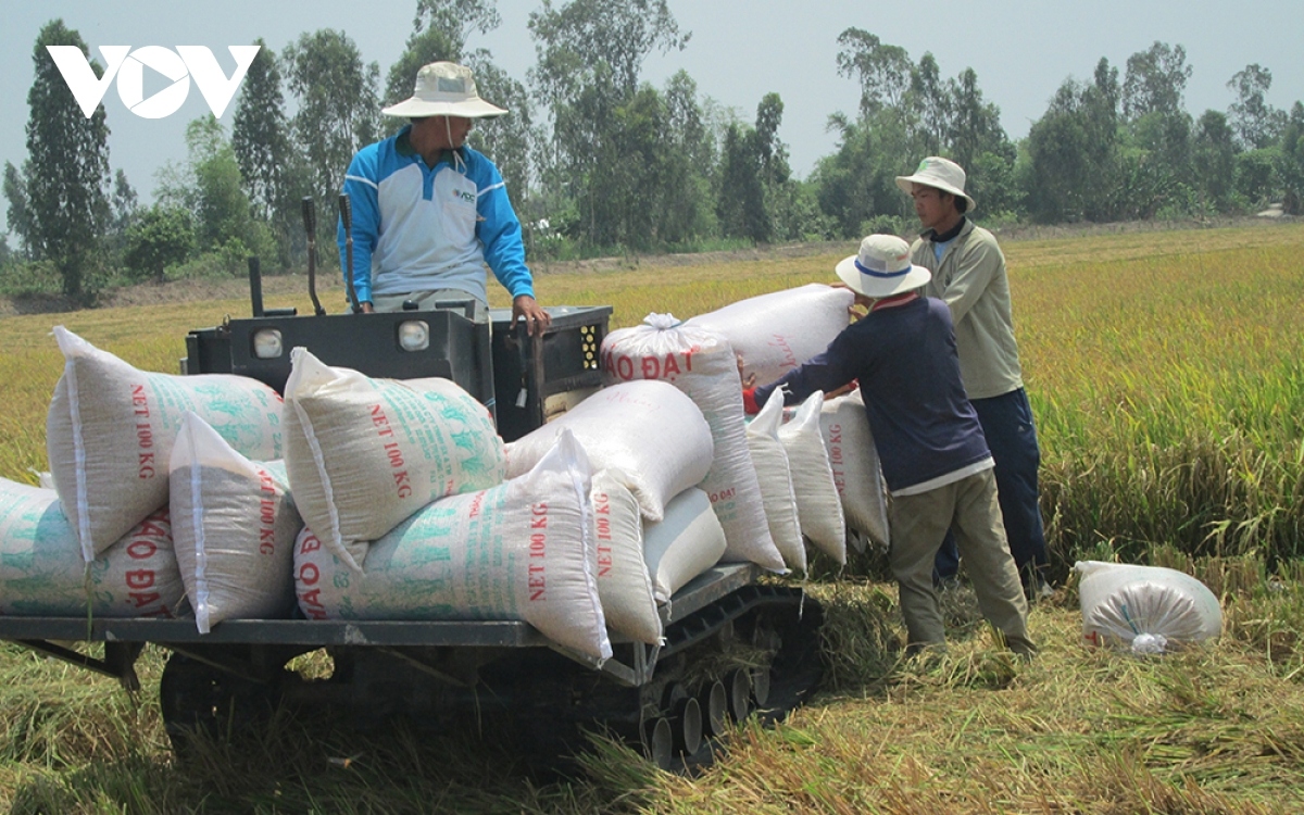 vietnamese rice export prices fall lower than thai equivalent picture 1
