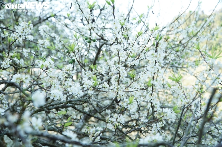 highland children have fun in forest of white plum blossoms picture 1