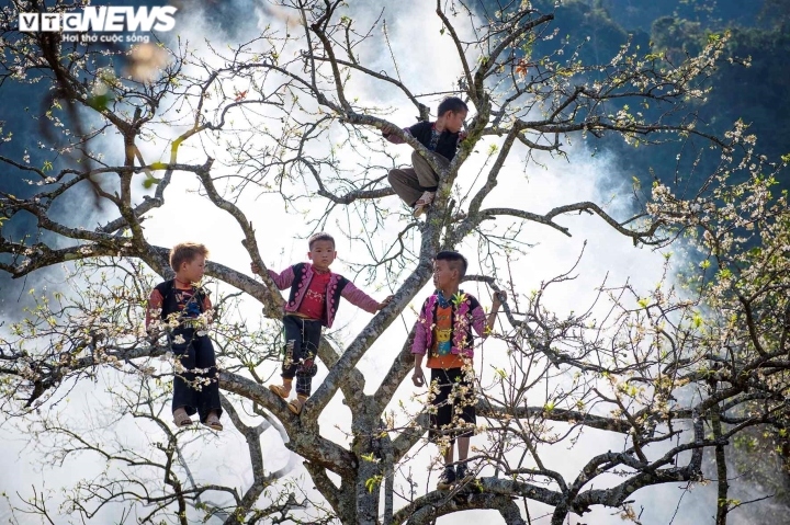 Highland children wear colorful clothes, happily playing on plum trees in full bloom.