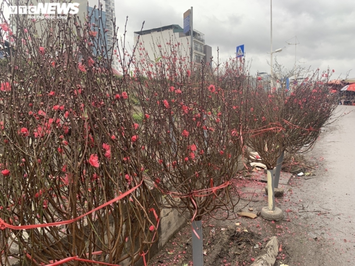 nhat tan peach blossom sales drop on first full moon festival picture 9