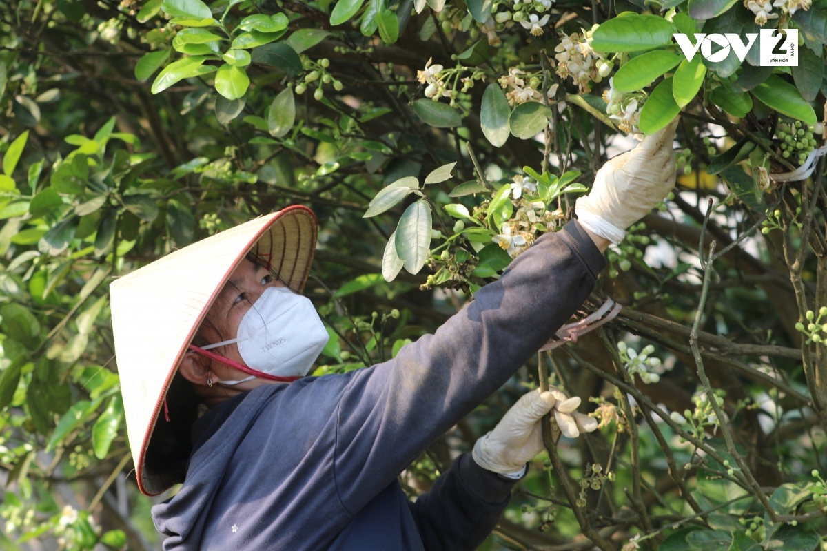 ha noi lai vao mua hoa buoi ngat huong hinh anh 13